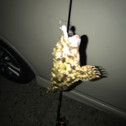 栖本港でライトゲーム①