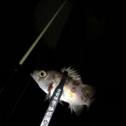 メバリング好調!