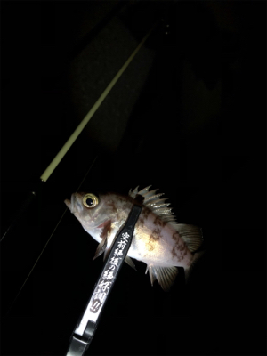 メバリング好調!