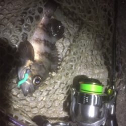 4時間耐久メバリング