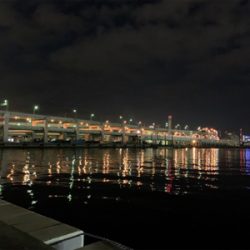 今年初の居着きシーバス♫