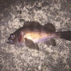 風も波も穏やかでしたが。。