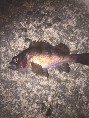 風も波も穏やかでしたが。。