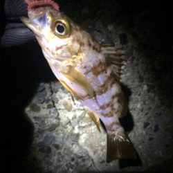 マリンピア沖洲でメバル