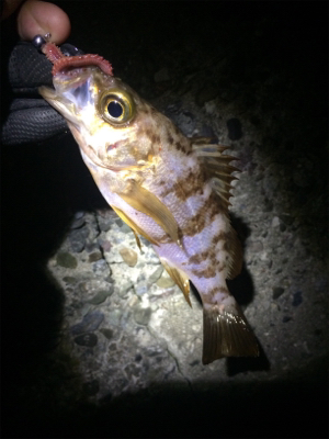 マリンピア沖洲でメバル