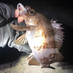 寒波襲来?!佐世保アジング