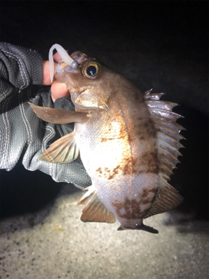 寒波襲来?!佐世保アジング