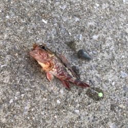 栖本港ライトゲーム②