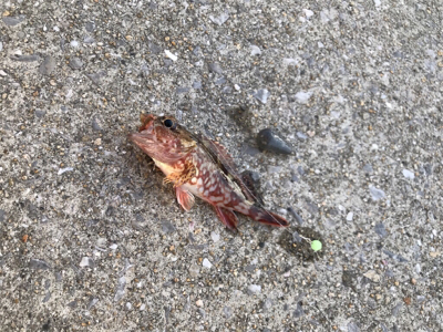 栖本港ライトゲーム②