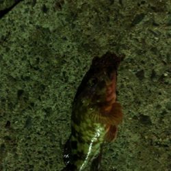 碧南海釣り公園にてヘチ釣り