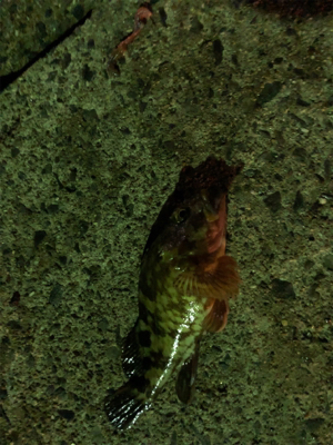 碧南海釣り公園にてヘチ釣り