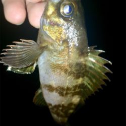 メバリンガー1805〜1845