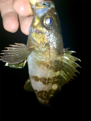 メバリンガー1805〜1845