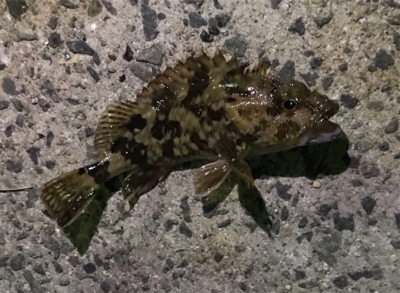 きびしかった。