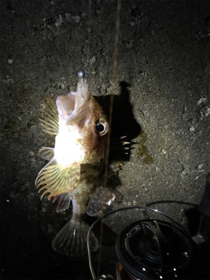 楽しいメバリング