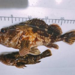 ロックフィッシュ!