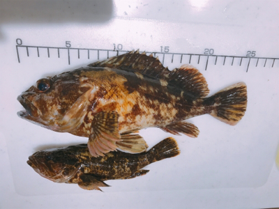 ロックフィッシュ!