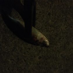 アジングゲーム