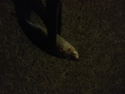 アジングゲーム