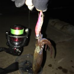 リベンジ ヒイカ釣り(^^)