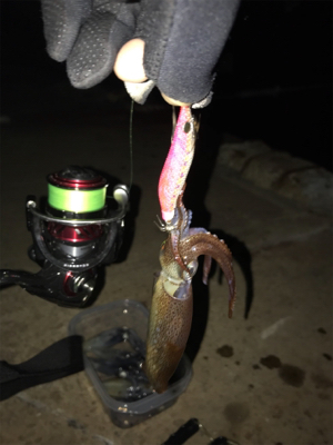 リベンジ ヒイカ釣り(^^)