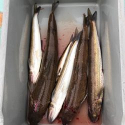 色々釣れたけど