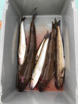 色々釣れたけど