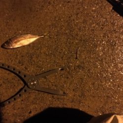 ちょい遠征アジング