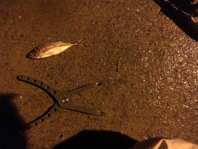 ちょい遠征アジング