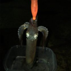 ポツリ…ポツリ…のヒイカ釣り