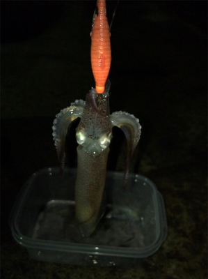 ポツリ…ポツリ…のヒイカ釣り