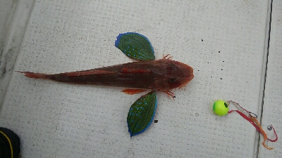 釣り初めは高級魚