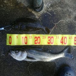 天気いいが寒い