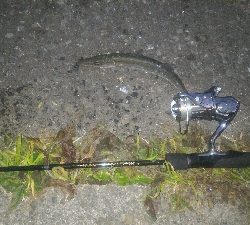 冬のライトゲーム