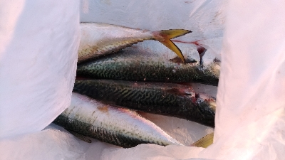 1/14釣果　サバサバサバ　