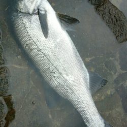 風速９mの爆風でサラシを撃ちまくる。