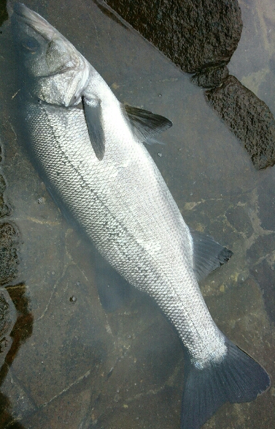 風速９mの爆風でサラシを撃ちまくる。