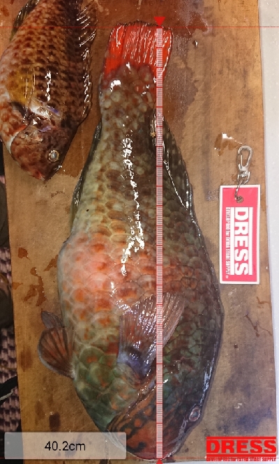 人生初イガミ釣りに挑戦