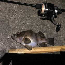 メバル プラッキング〜