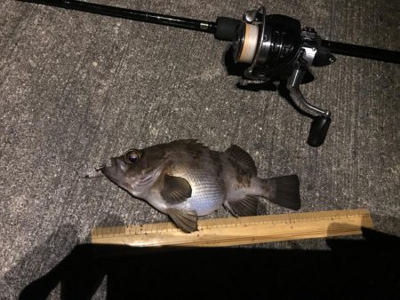 メバル プラッキング〜