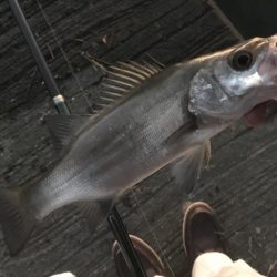 まだいたメッキ!