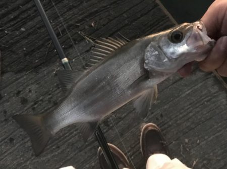 まだいたメッキ!