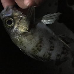 メバリング釣行