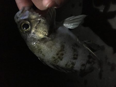 メバリング釣行