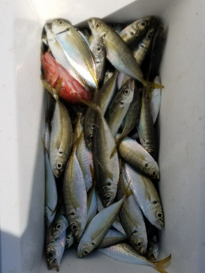 アジ釣り　～新年一発目、入れ食い！～