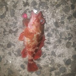 ガシラ釣り　～ちいさいなー～