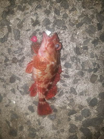 ガシラ釣り　～ちいさいなー～