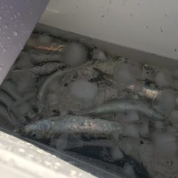 年明けの初釣でマイワシ。