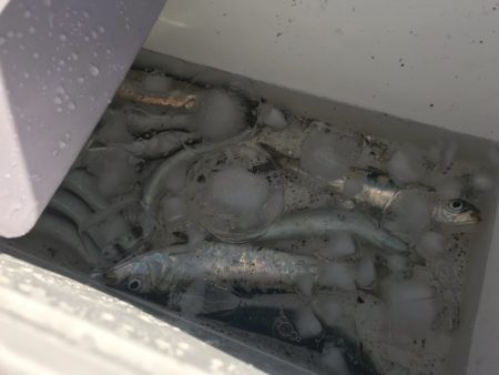 年明けの初釣でマイワシ。