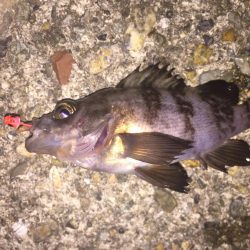 楽しいガシリング！